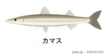 カマスのイラスト 108707329