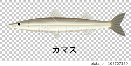 カマスのイラスト 108707329