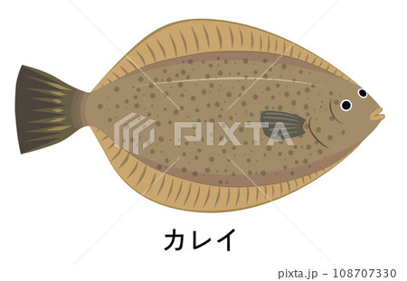 カレイのイラスト 108707330