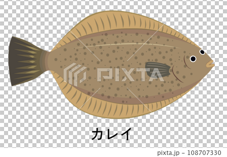 カレイのイラスト 108707330