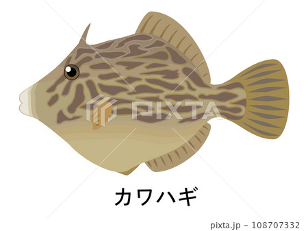 カワハギのイラスト 108707332