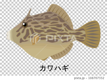カワハギのイラスト 108707332