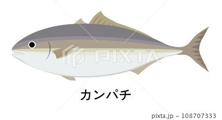 カンパチのイラスト 108707333