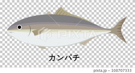 カンパチのイラスト 108707333