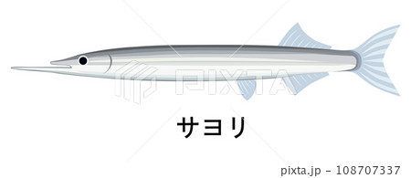 サヨリのイラスト 108707337