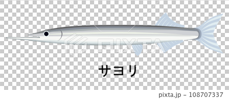 サヨリのイラスト 108707337