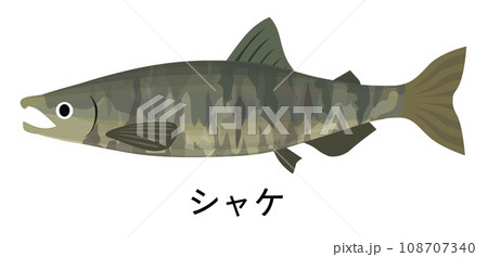 シャケのイラスト シャケのイラスト 108707340
