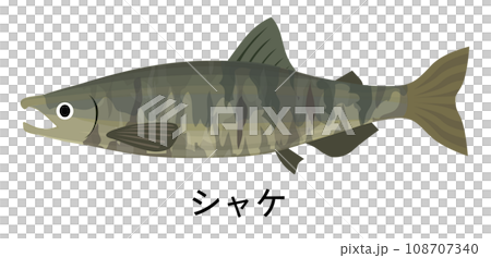 シャケのイラスト シャケのイラスト 108707340