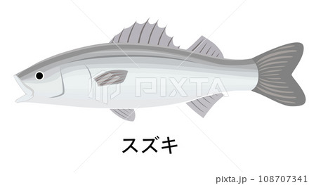 スズキのイラスト 108707341