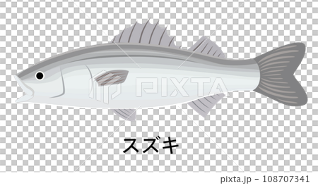 スズキのイラスト 108707341
