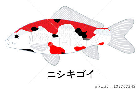 ニシキゴイのイラスト 108707345