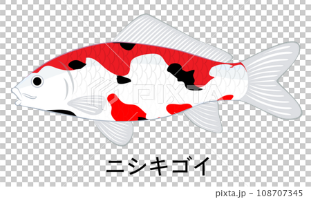 ニシキゴイのイラスト 108707345