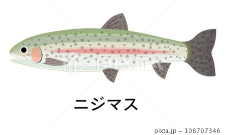 ニジマスのイラスト 108707346