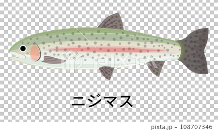 ニジマスのイラスト 108707346