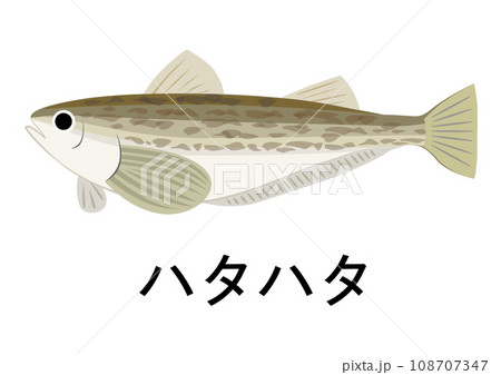 ハタハタのイラスト 108707347