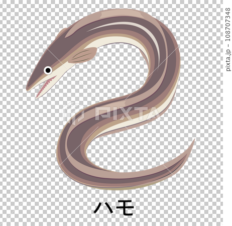 海鰻的插圖 海鰻的插圖 108707348