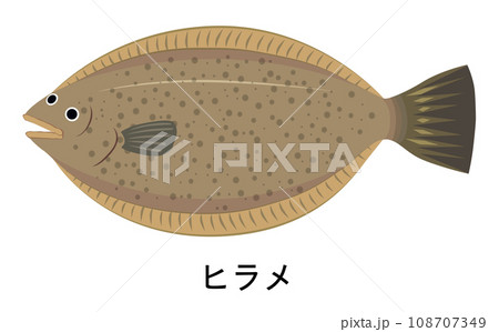ヒラメのイラスト 108707349