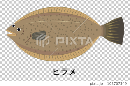 ヒラメのイラスト 108707349
