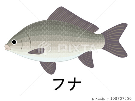 フナのイラスト 108707350