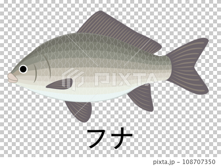 フナのイラスト 108707350