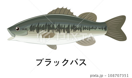 ブラックバスのイラスト ブラックバスのイラスト 108707351
