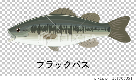 ブラックバスのイラスト ブラックバスのイラスト 108707351