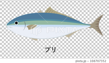 ブリのイラスト 108707352