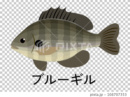 藍鰓圖 藍鰓圖 108707353