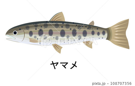 ヤマメのイラスト ヤマメのイラスト 108707356