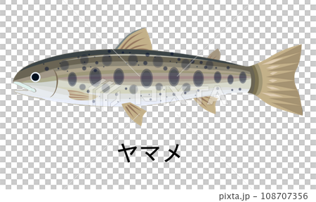 ヤマメのイラスト ヤマメのイラスト 108707356