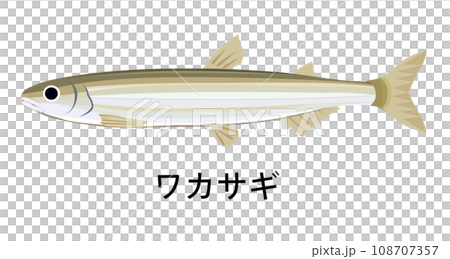 胡瓜魚的插圖 108707357