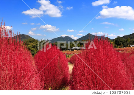 【香川県】秋の国営讃岐まんのう公園(紅葉したコキア) 【香川県】秋の国営讃岐まんのう公園(紅葉したコキア) 108707652