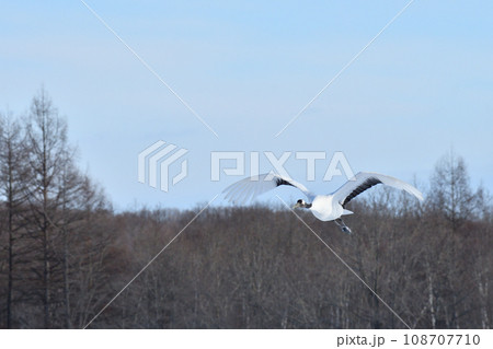 タンチョウ、快晴、釧路、北海道 タンチョウ、快晴、釧路、北海道 108707710