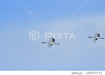 タンチョウ、快晴、釧路、北海道 108707711