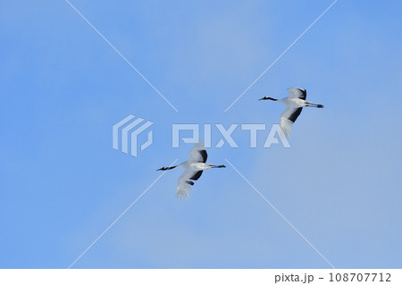 タンチョウ、快晴、釧路、北海道 108707712