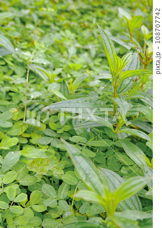 Green leaves background. Green leaves texture. Green leaf texture background 108707742