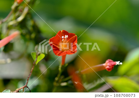 マルバルコウ 108708073