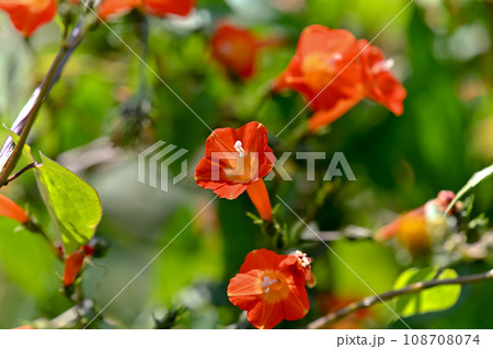 マルバルコウ 108708074