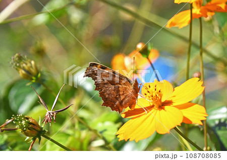 キバナコスモスから吸蜜するキタテハ（黄立羽） 108708085