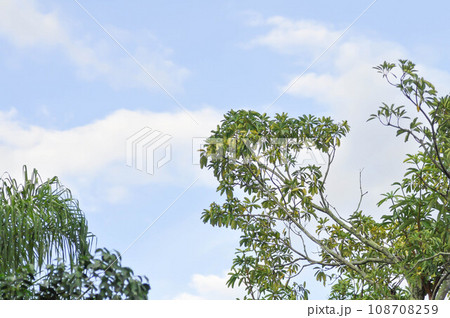 Devil tree, White cheesewood or Devil bark or Dita bark or Black board tree or Alstonia scholaris or APOCYNACEAE or RAUVOLFIOIDEAE and sky Devil tree, White cheesewood or Devil bark or Dita bark or Black board tree or Alstonia scholaris or APOCYNACEAE or RAUVOLFIOIDEAE and sky 108708259