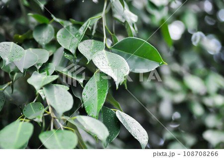 Ficus Benjamina L, Moraceae or Golden Fig or Weeping Fig and rain droplet Ficus Benjamina L, Moraceae or Golden Fig or Weeping Fig and rain droplet 108708266