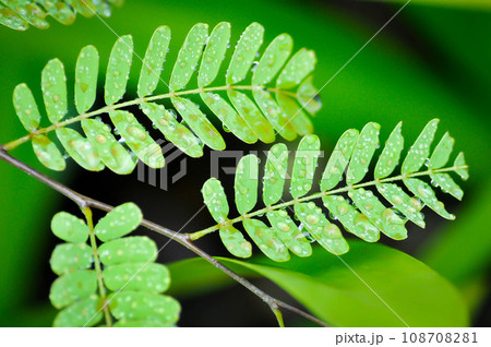 Tamarindus indica L, Indian date or Tamarind or FABACEAE and rain drop Tamarindus indica L, Indian date or Tamarind or FABACEAE and rain drop 108708281