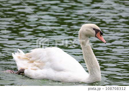 Close up the beautiful White goose in river 108708312
