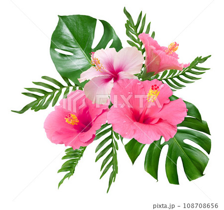 Pink hibiscus flower with monstera leaves isolated on white background Pink hibiscus flower with monstera leaves isolated on white background 108708656