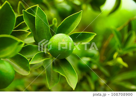 金柑　ーキンカンー 108708900