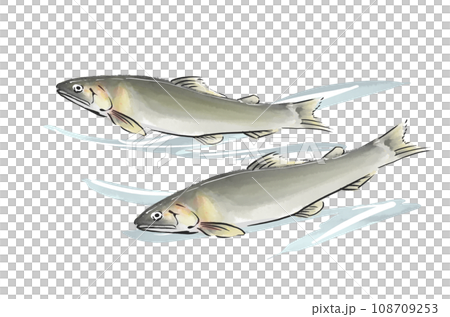 香魚的手繪插圖 香魚的手繪插圖 108709253