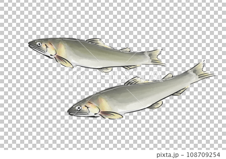 Hand-drawn illustration of sweetfish 108709254