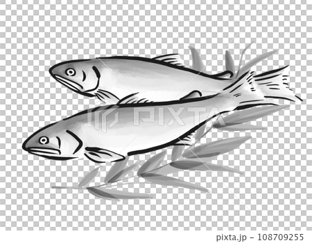 Hand-drawn illustration of sweetfish 108709255