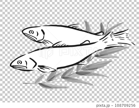 鮎の手描きイラスト 鮎の手描きイラスト 108709256
