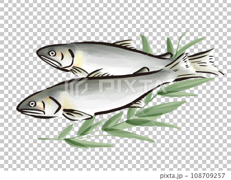 Hand-drawn illustration of sweetfish 108709257